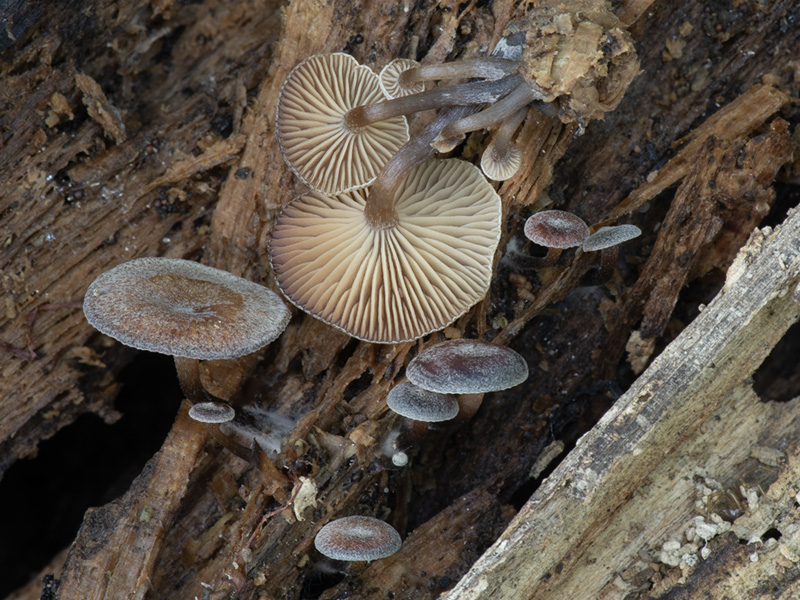 Tephrocybe osmophora